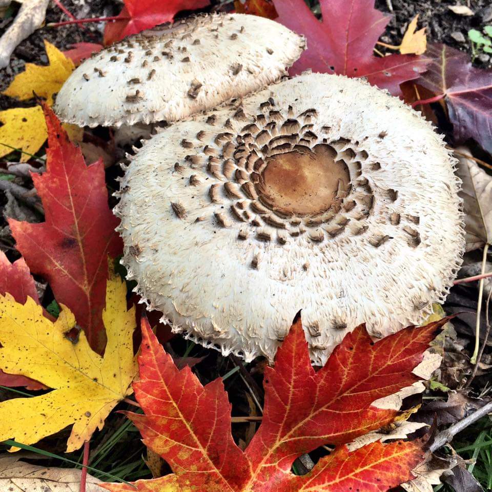 Colorful Leaves and Pair of Large White Mushrooms that shows the colors and textures of fall. Photo by Angel Pronger