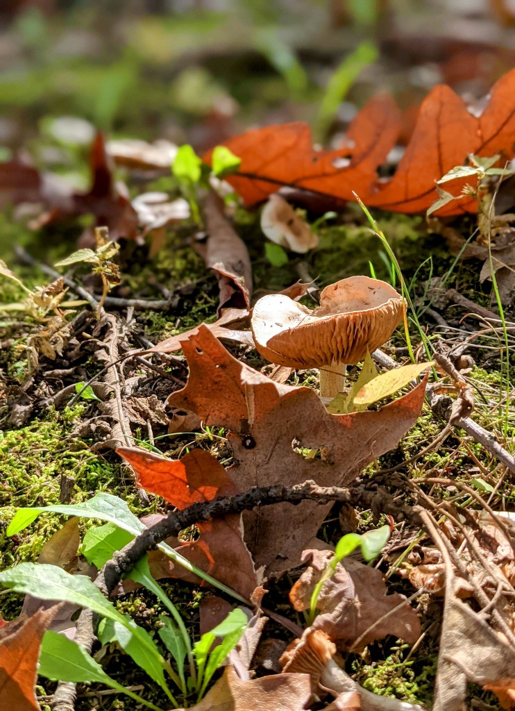 Colorful Oak Leaves and Small Mushroom that shows the colors and textures of fall. Photo by Angel Pronger