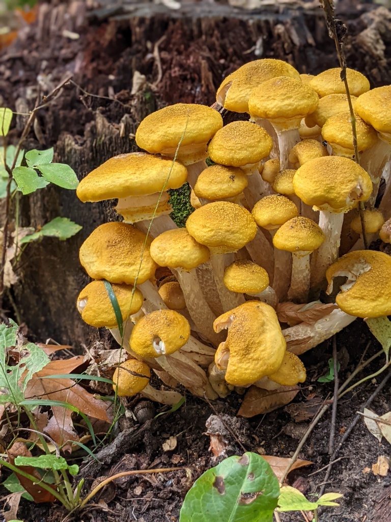 Cluster of Colorful yellow Mushrooms against an old dead stump that shows the colors and textures of fall. Photo by Angel Pronger